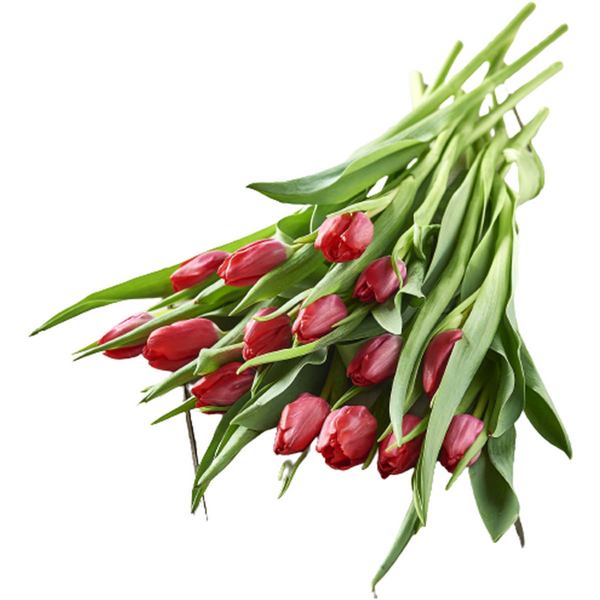 FLEURS Bouquet de 15 tulipes rouges 1 bouquet