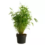 Bambou non traçant (Fargesia Rufa) - Pot de 2L - HT/40cm et plus