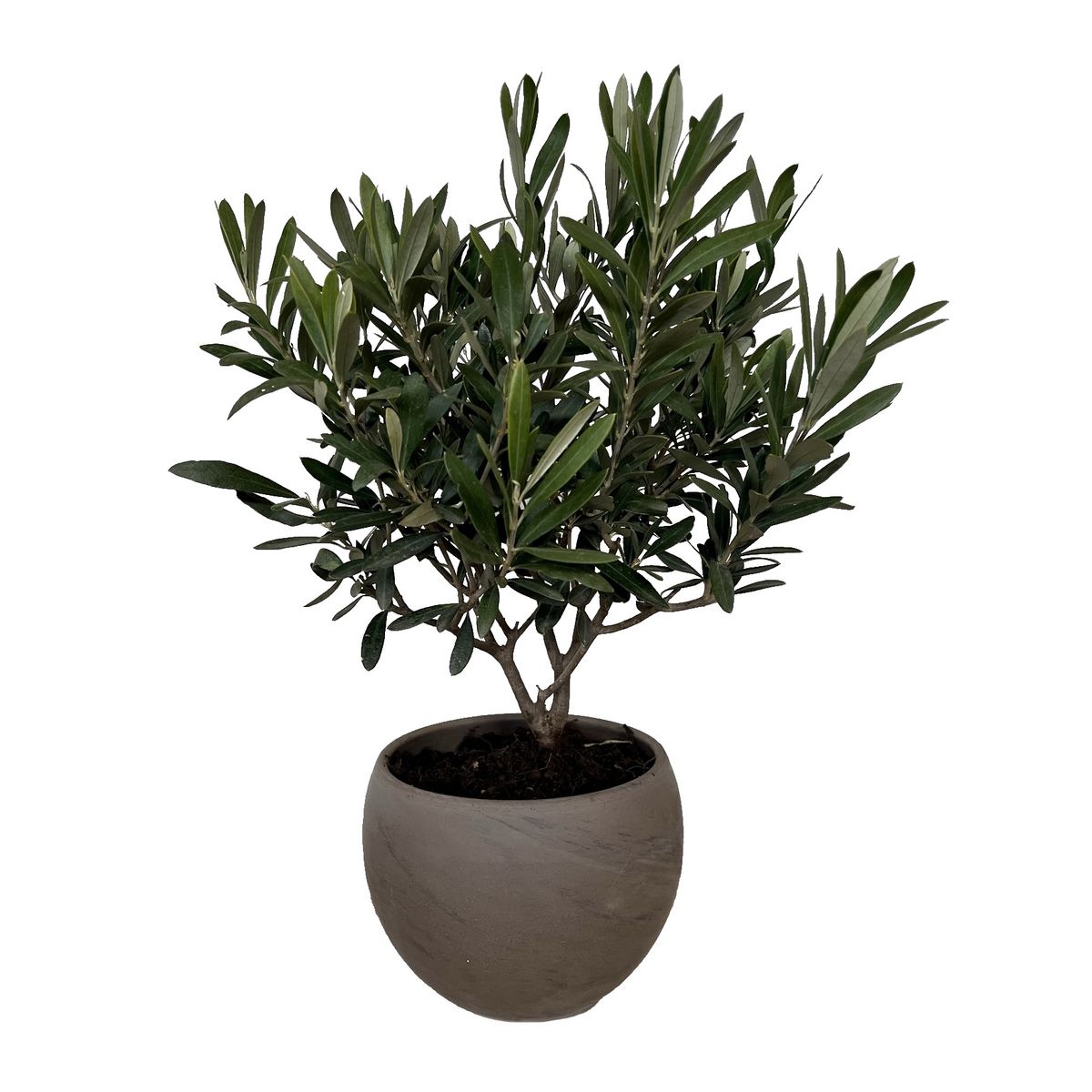 Olivier (Olea Europaea)  - Touffe - 40cm - Pot 17cm - DECO MOON