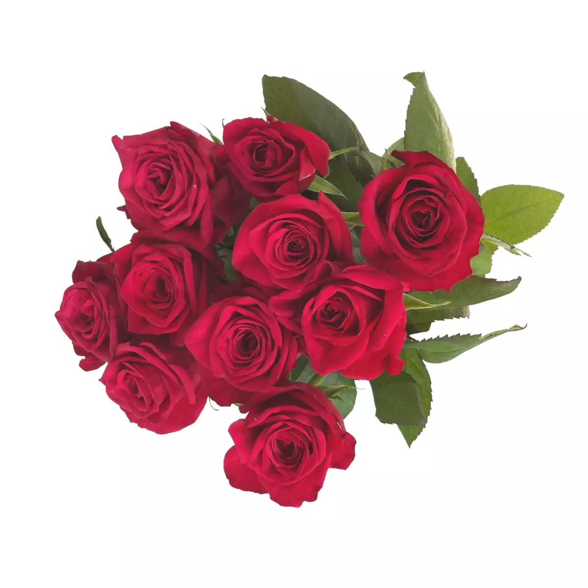 FLEURS Bouquet de 10 roses rouges 1 bouquet