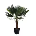 Palmier de Chine (Chamaerops excelsa) - Pot de 45L - HT/160-180cm