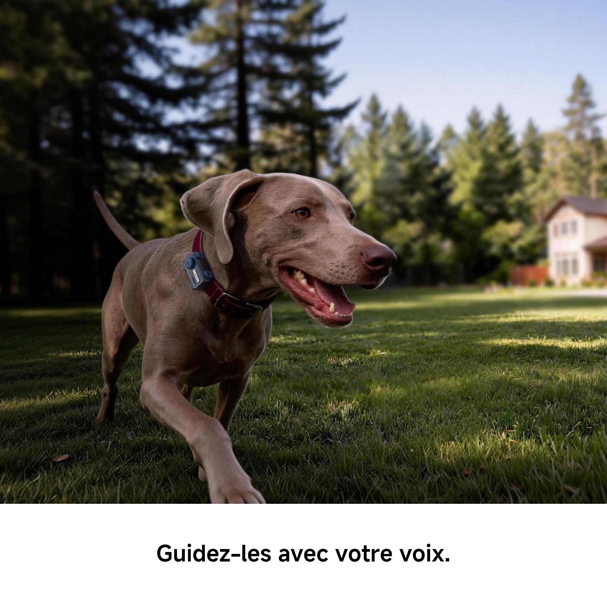 Voir la diapositive 7 : MOVA Trackeur GPS pour animaux SURE TRACK - Bleu
