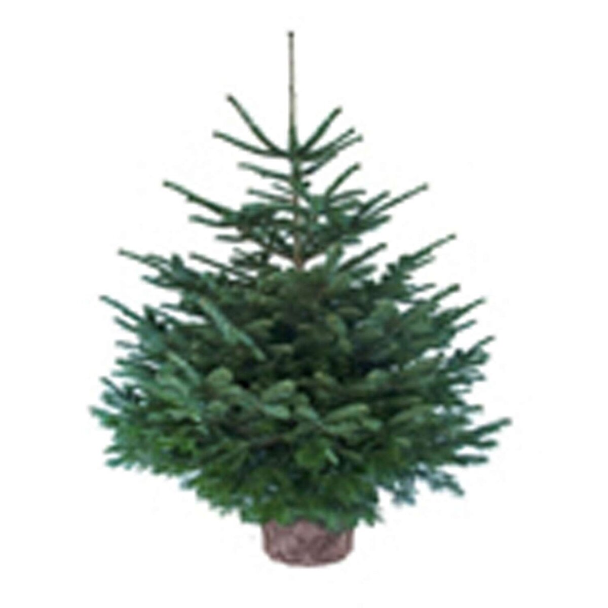 sapin flocké de 70cm à 80cm.