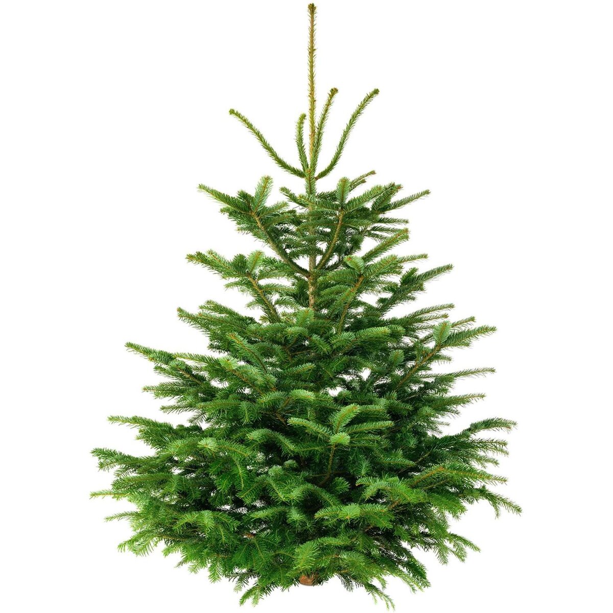 sapin Nordmann coupé 0,50m / 0,60m