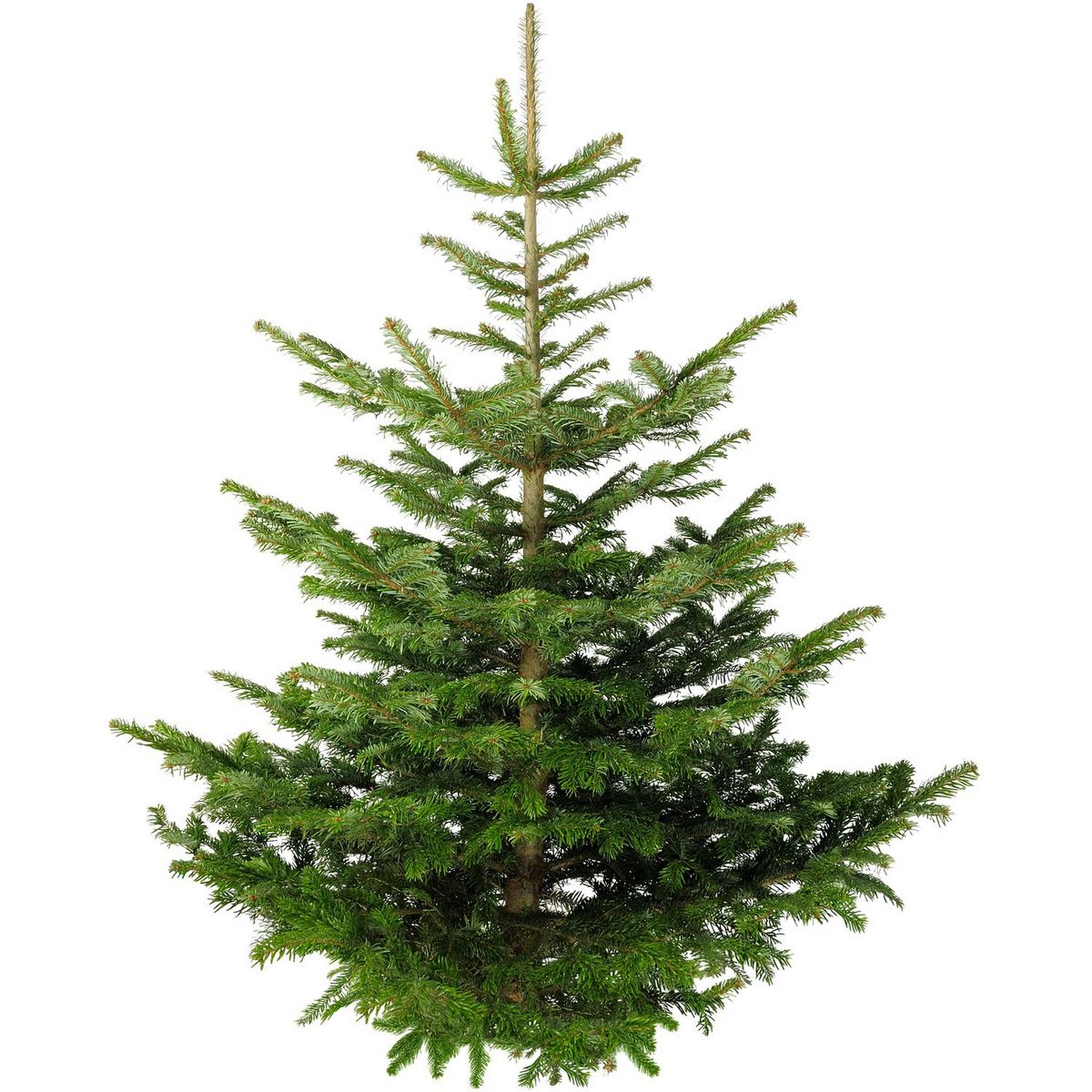 Epicéa Sapin 200/250 cm avec bûche offerte pièce