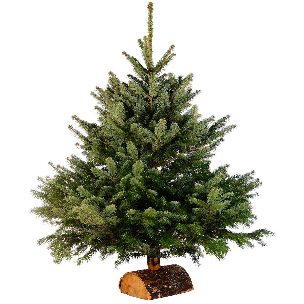 Sapin Nordmann 100/125cm premium + bûche
