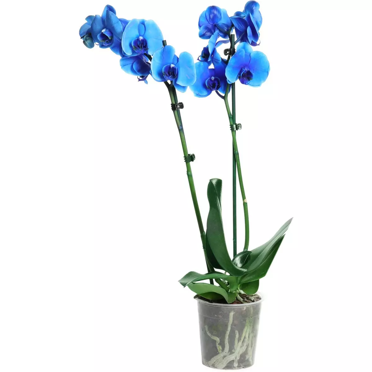 Fleurs - Orchidée 2 branches bleu royal 1 pièce