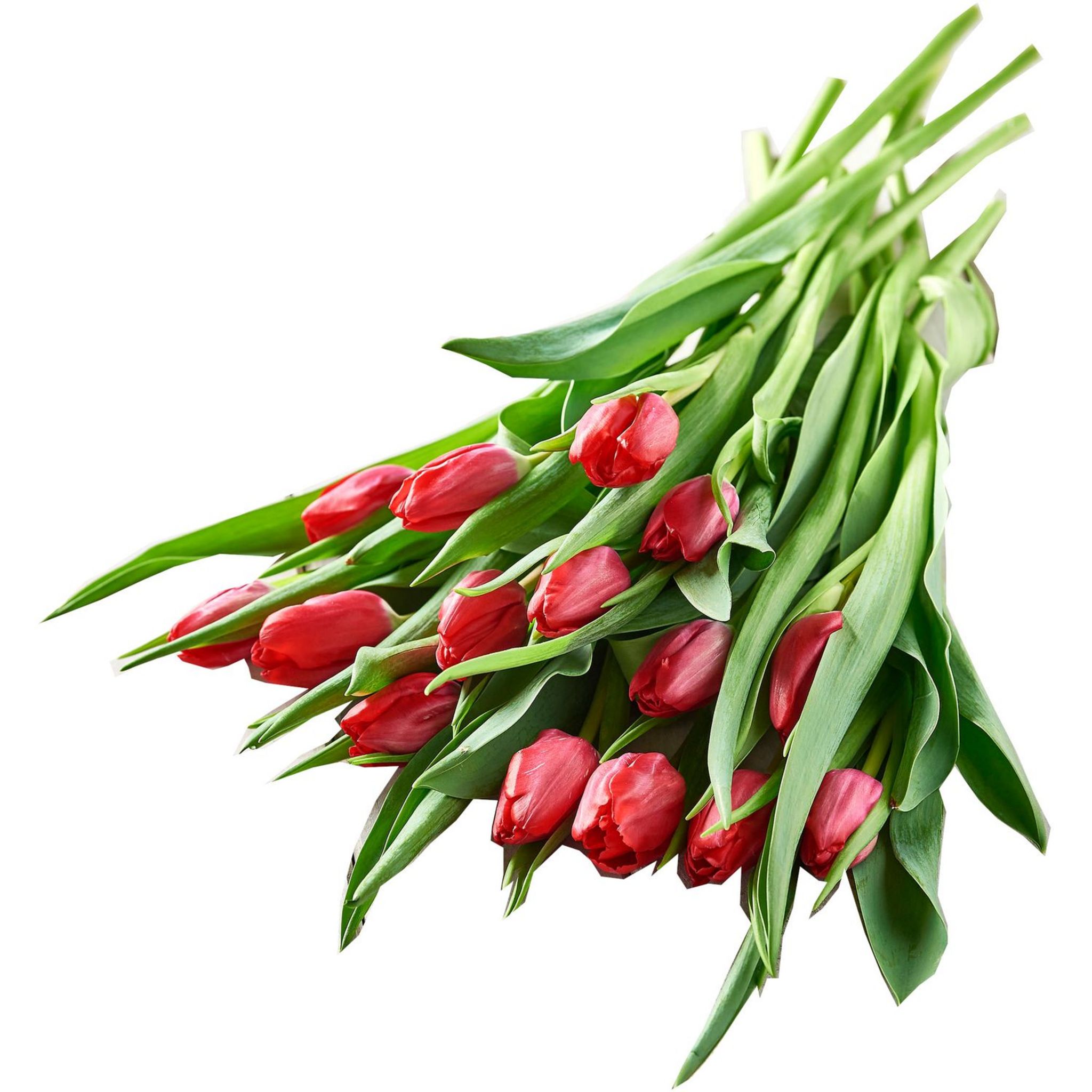 Fleurs - Bouquet de 15 tulipes rouges 1 pièce pas cher - Auchan.fr