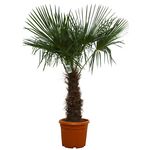 Lot de 2 Palmiers de Chine (Chamaerops excelsa) - C45L Tronc 60/80cm H160/200cm
