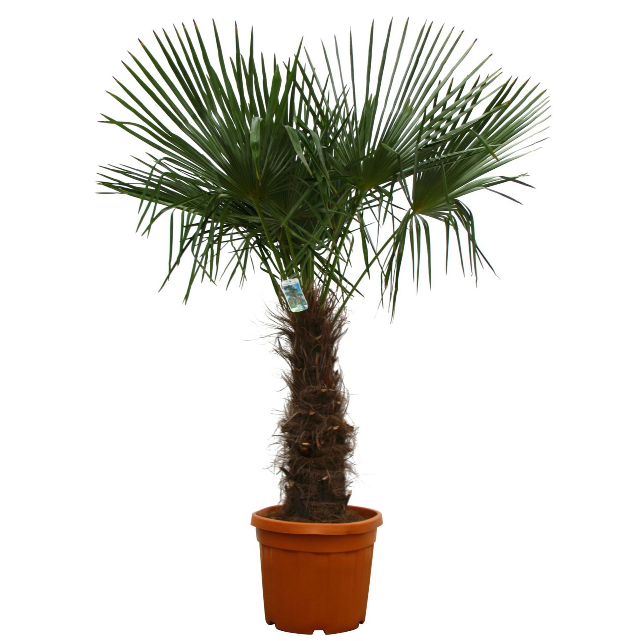 Lot de 2 Palmiers de Chine (Chamaerops excelsa) - C45L Tronc 60/80cm ...