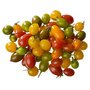 tomate cerise allongée multicolore rouge vert jaune bio 250g