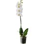 Orchidée - phalaenopsis 1branche pot 12cm