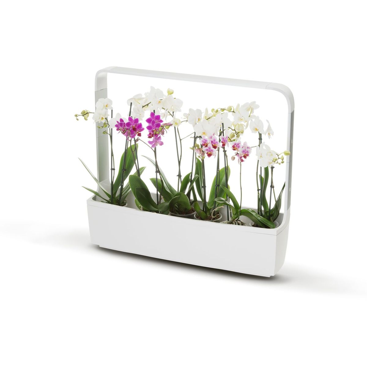 TREGREN Potager intérieur connecté T12 Blanc