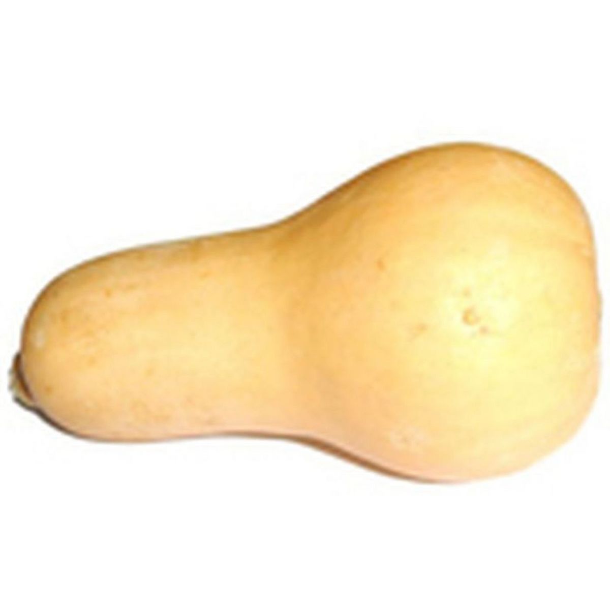 Courge butternut bio