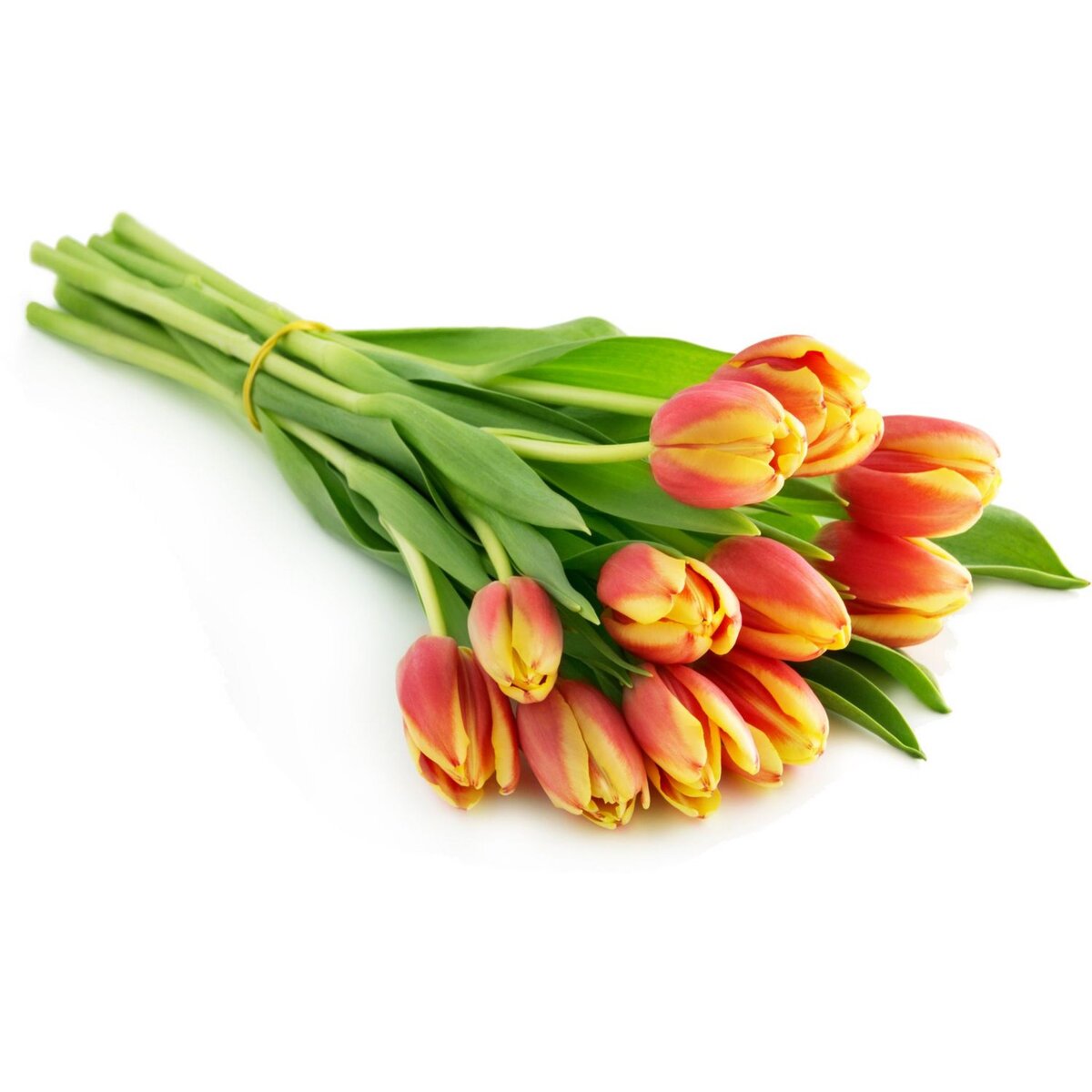 10 tulipes bicolores française x10