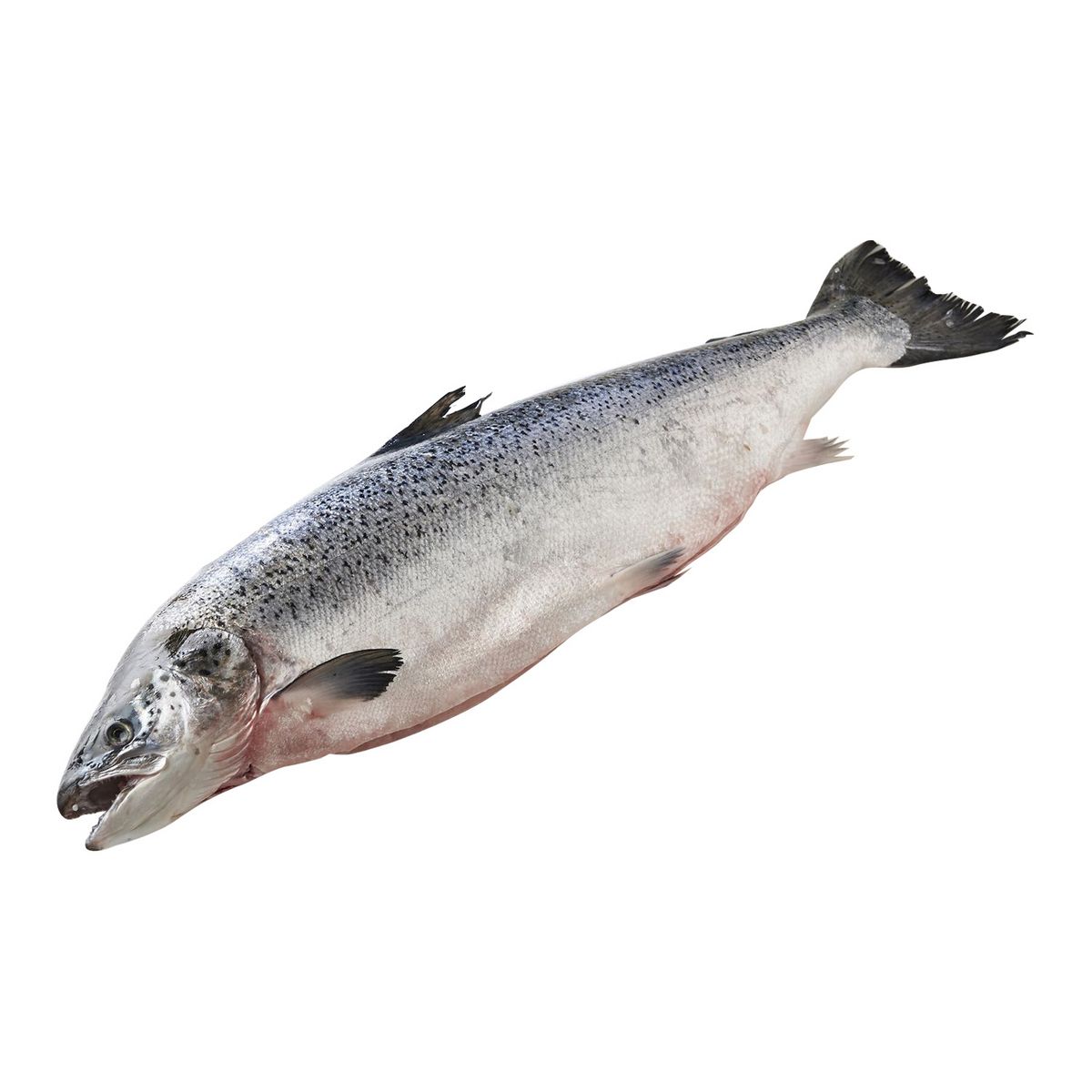 LA MARÉE DU JOUR La Marée du Jour Saumon vidé avec tête Ecosse Filière Responsable 3,5kg