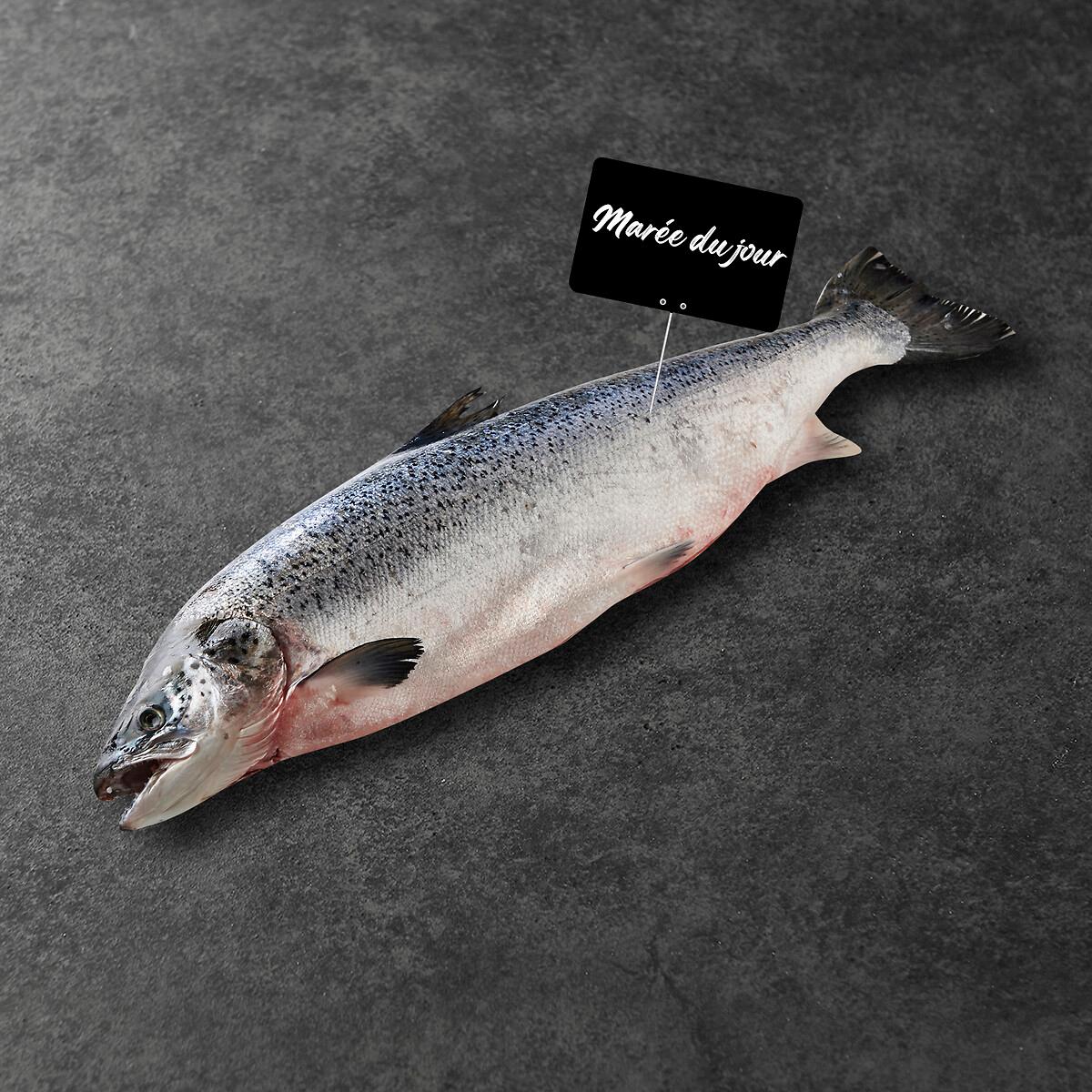 MON POISSONNIER Saumon entier d'Atlantique vidé avec tête CULTIVONS LE BON 1 kg à 3 kg