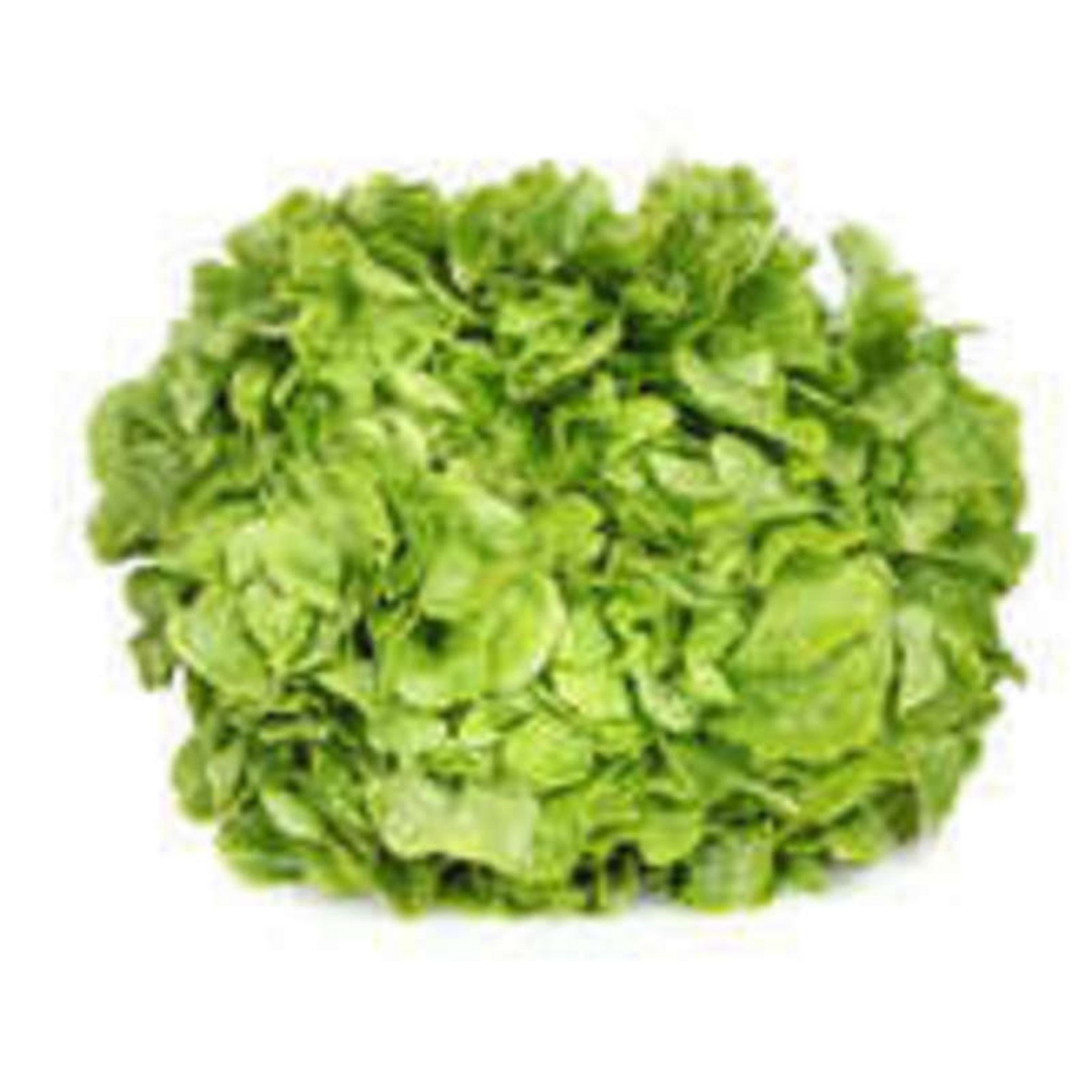 Salade feuille de chêne blonde 300g