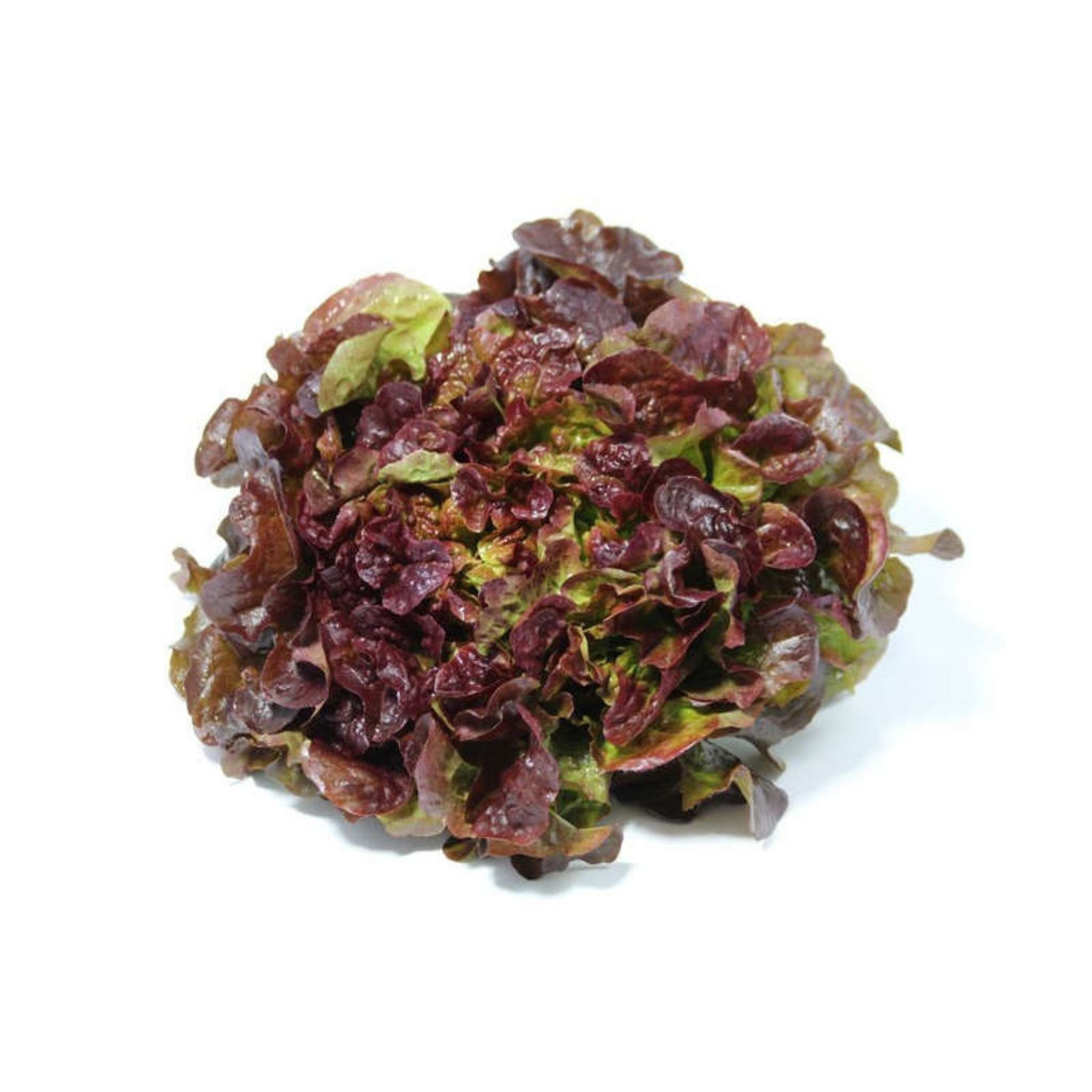 Salade feuille de chêne brune 300g