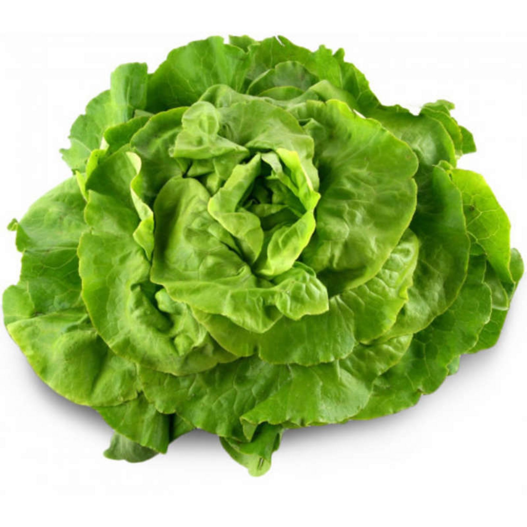 Salade laitue 300g