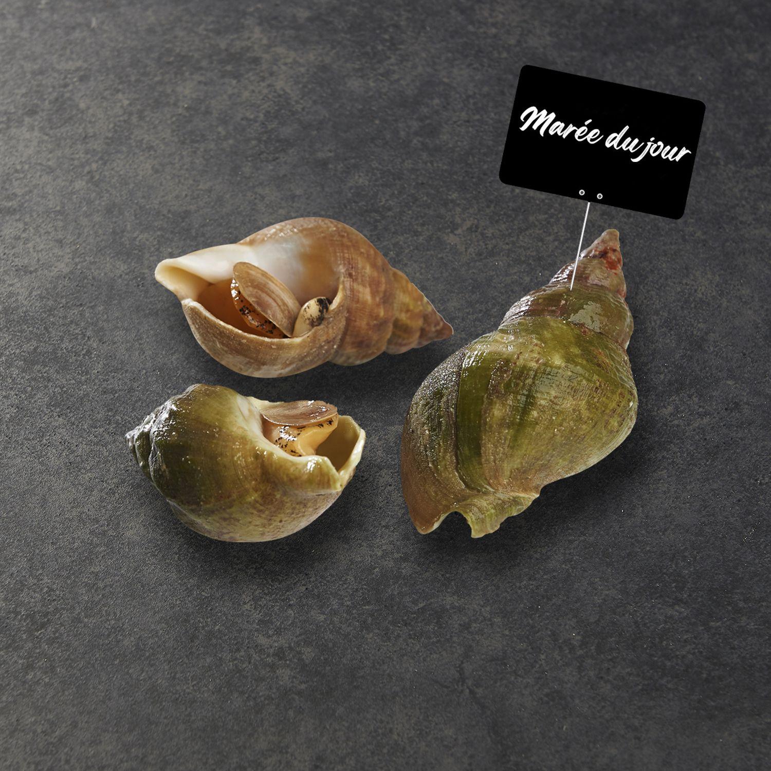 MON POISSONNIER Bulots vivants 3 portions 230 g à 270 g