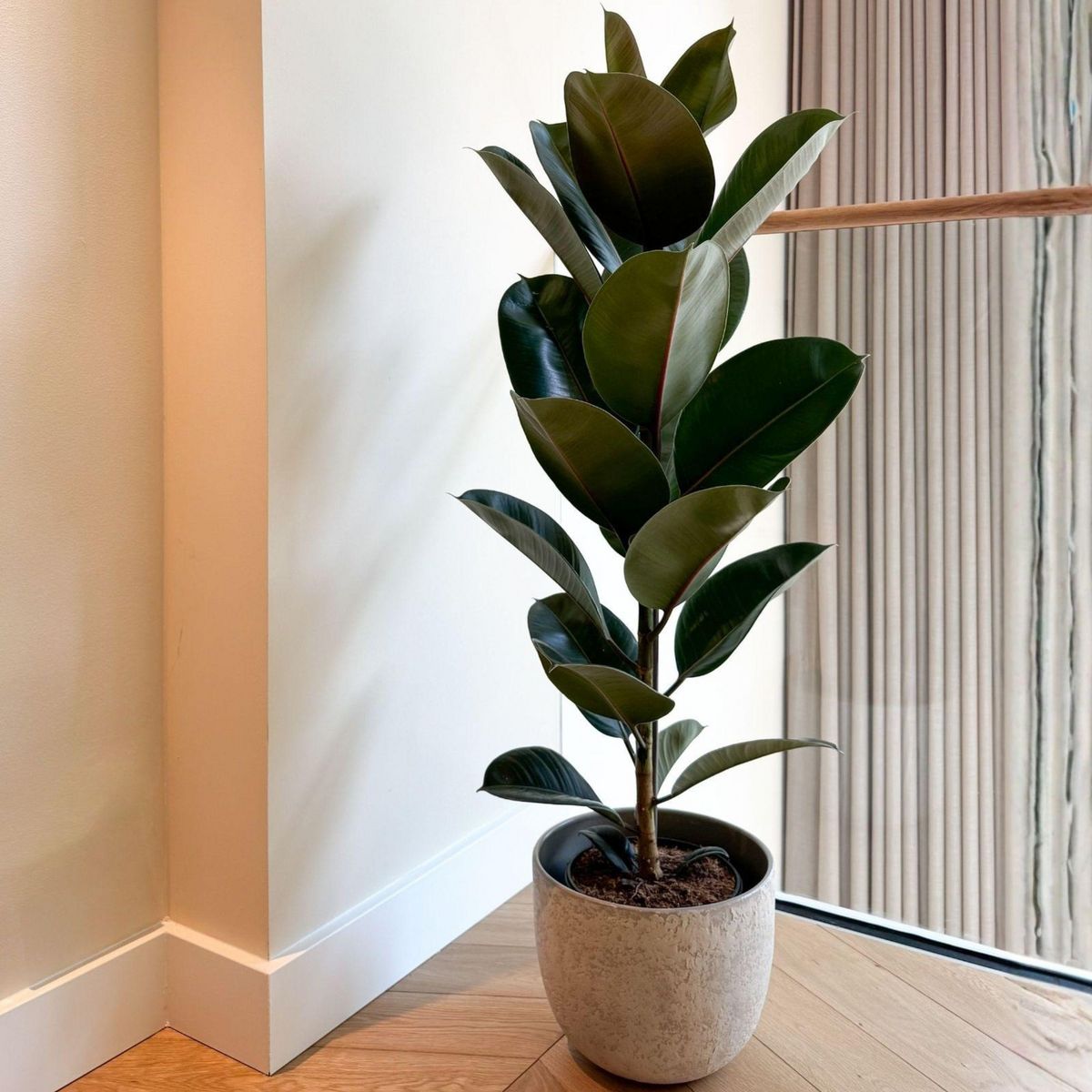 PLANT IN A BOX Caoutchouc - Ficus Elastica 'Robusta' - Hauteur 75-100cm - ⌀24cm