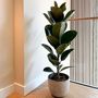 Voir la diapositive 5 : PLANT IN A BOX Caoutchouc - Ficus Elastica 'Robusta' - Hauteur 75-100cm - ⌀24cm