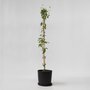 Voir la diapositive 5 : PLANT IN A BOX Chèvrefeuille - Lonicera x Heckrotti 'American Beauty' - H110-120cm - ⌀17cm