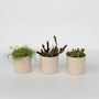 Voir la diapositive 5 : PLANT IN A BOX Cactus corail mix - Rhipsalis - Lot de 3 - Hauteur 15-20 cm - Pot 12 cm