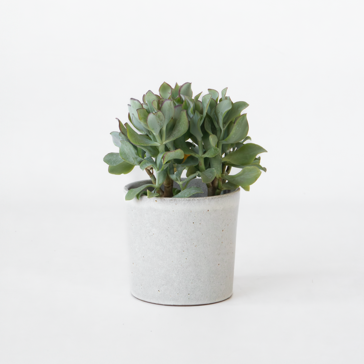 PLANT IN A BOX Plante de jade - Crassula arborescens 'Curly' - Hauteur 15-25 cm - Pot 12 cm