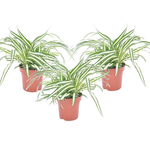 PLANT IN A BOX Plante araignée - Set de 3 - Chlorophytum comosum 'Atlantic' - H25-40cm - ⌀12cm