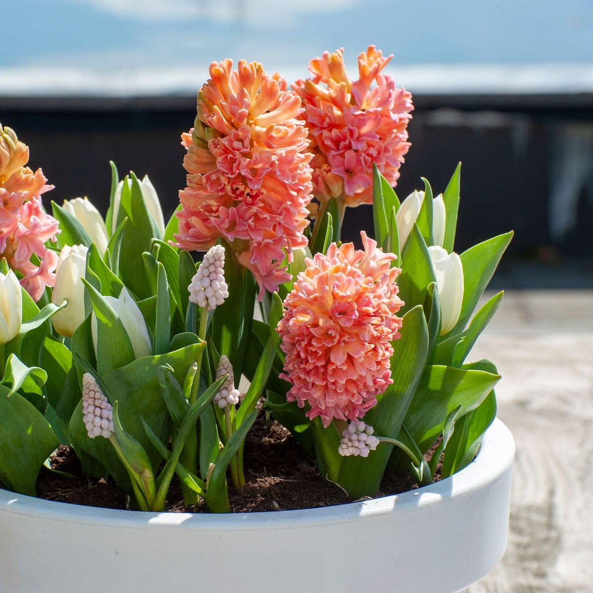 PLANT IN A BOX Jacinthe - Set de 15 - Hyacinthus 'Gipsy Queen' - Bulbes à fleurs - Orange