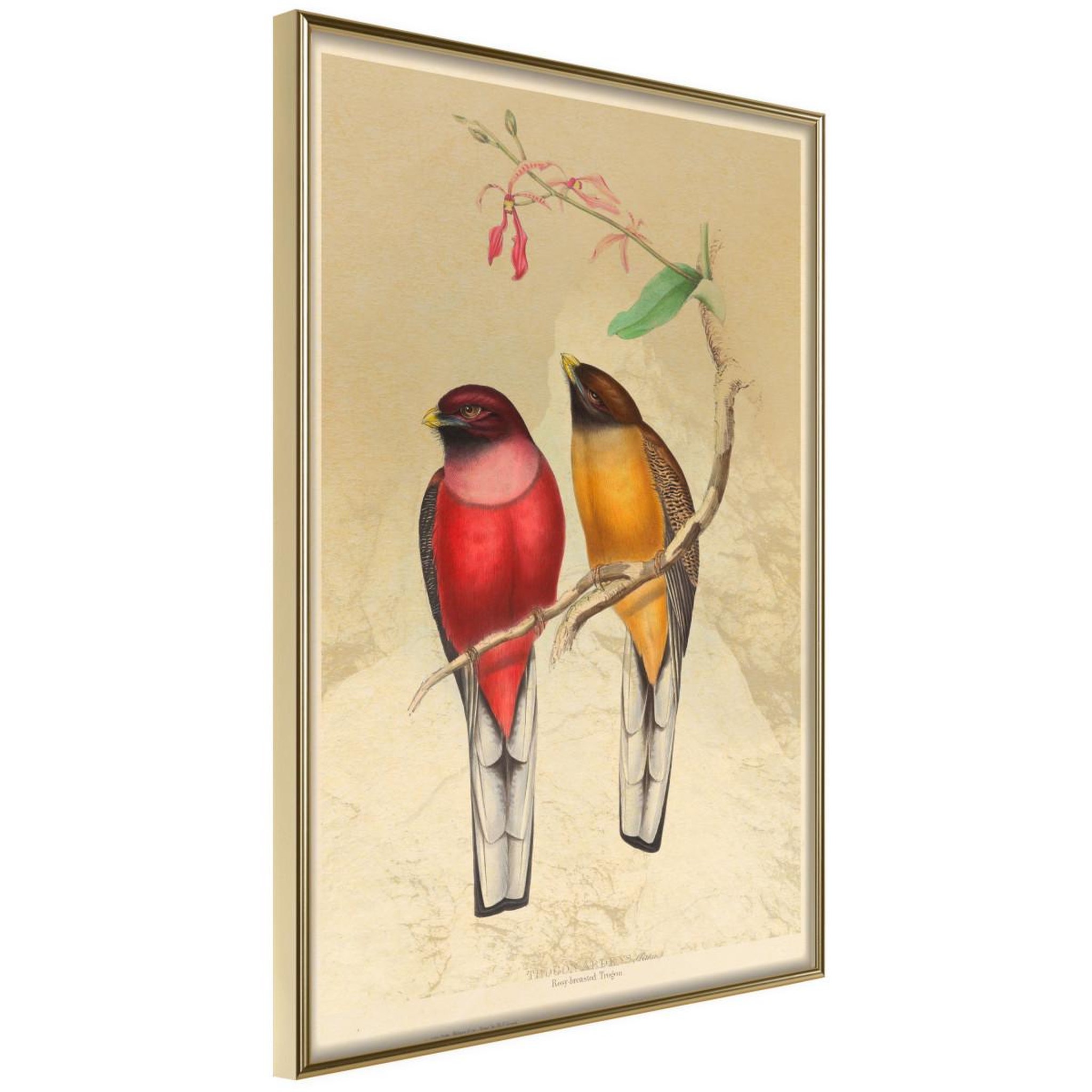 Paris Prix Affiche murale encadrée  ornithologist's drawings