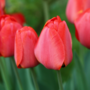 Voir la diapositive 3 : PLANT IN A BOX Tulipe - Set de 80 - Tulipa 'Salmon', 'Van Eijk' - Bulbes à fleurs - Rouge