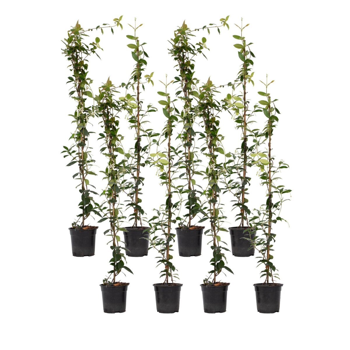 PLANT IN A BOX Jasmin étoilé - Set de 8 - Trachelospermum jasminoides - H110-120cm - ⌀17cm