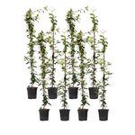 PLANT IN A BOX Jasmin étoilé - Set de 8 - Trachelospermum jasminoides - H110-120cm - ⌀17cm