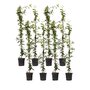 Voir la diapositive 1 : PLANT IN A BOX Jasmin étoilé - Set de 8 - Trachelospermum jasminoides - H110-120cm - ⌀17cm