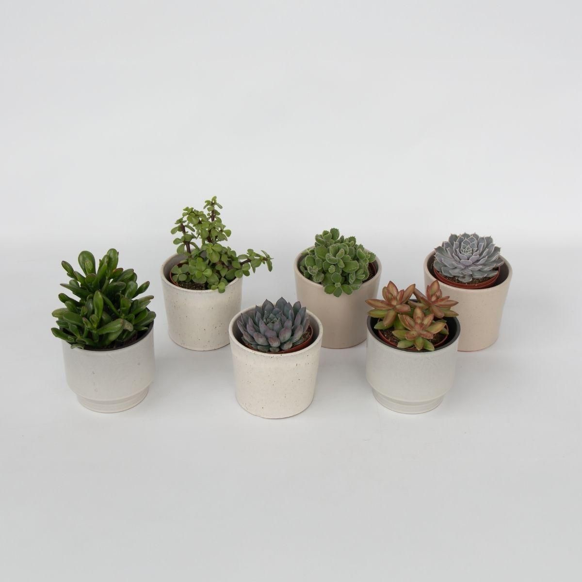 PLANT IN A BOX Mélange de succulentes - Set de 6 - Succulent Mix - H15-20cm - ⌀10,5cm