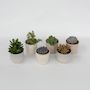Voir la diapositive 6 : PLANT IN A BOX Mélange de succulentes - Set de 6 - Succulent Mix - H15-20cm - ⌀10,5cm