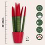 Voir la diapositive 2 : PLANT IN A BOX Sansevieria cylindrique - Hauteur 20-40cm - Pot 9cm