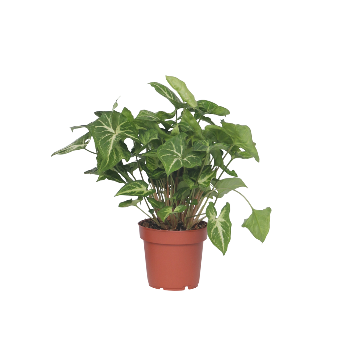 PLANT IN A BOX Patte-d'oie - Syngonium podophyllum 'Pixie' - Hauteur 25-40cm - ⌀12cm