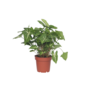 Voir la diapositive 1 : PLANT IN A BOX Patte-d'oie - Syngonium podophyllum 'Pixie' - Hauteur 25-40cm - ⌀12cm