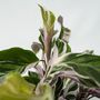 Voir la diapositive 3 : PLANT IN A BOX Calathée - Calathea Lietzei 'White Fusion' - Hauteur 30-40cm - ⌀14cm