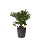PLANT IN A BOX Palmier nain - Chamaerops 'Vulcano' - Hauteur 45-55cm - ⌀24cm