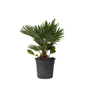 Voir la diapositive 1 : PLANT IN A BOX Palmier nain - Chamaerops 'Vulcano' - Hauteur 45-55cm - ⌀24cm
