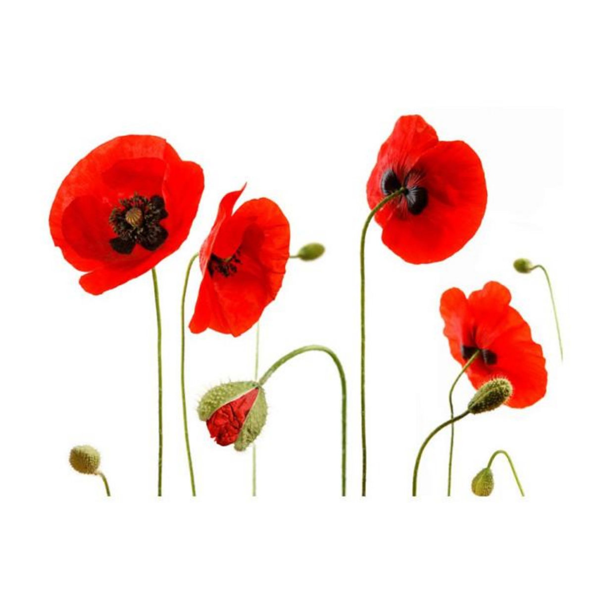 Paris Prix Papier Peint  Souvenirs D'été : Coquelicots