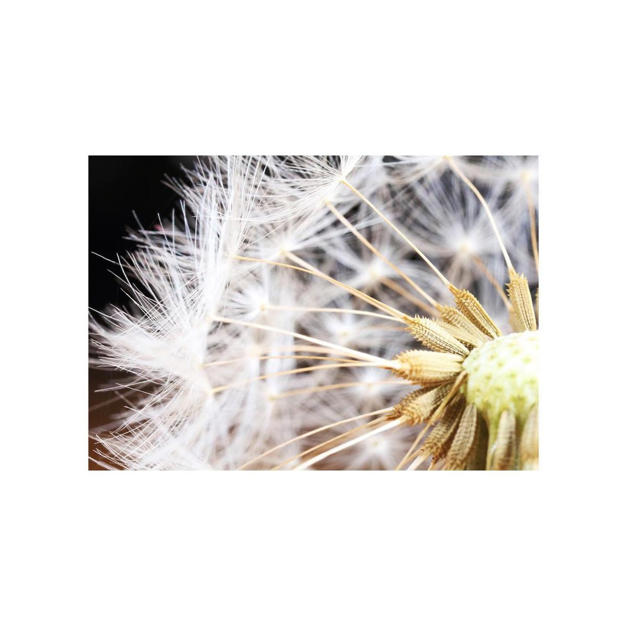 Voir la diapositive 2 : Paris Prix Papier Peint  Fluffy Dandelion