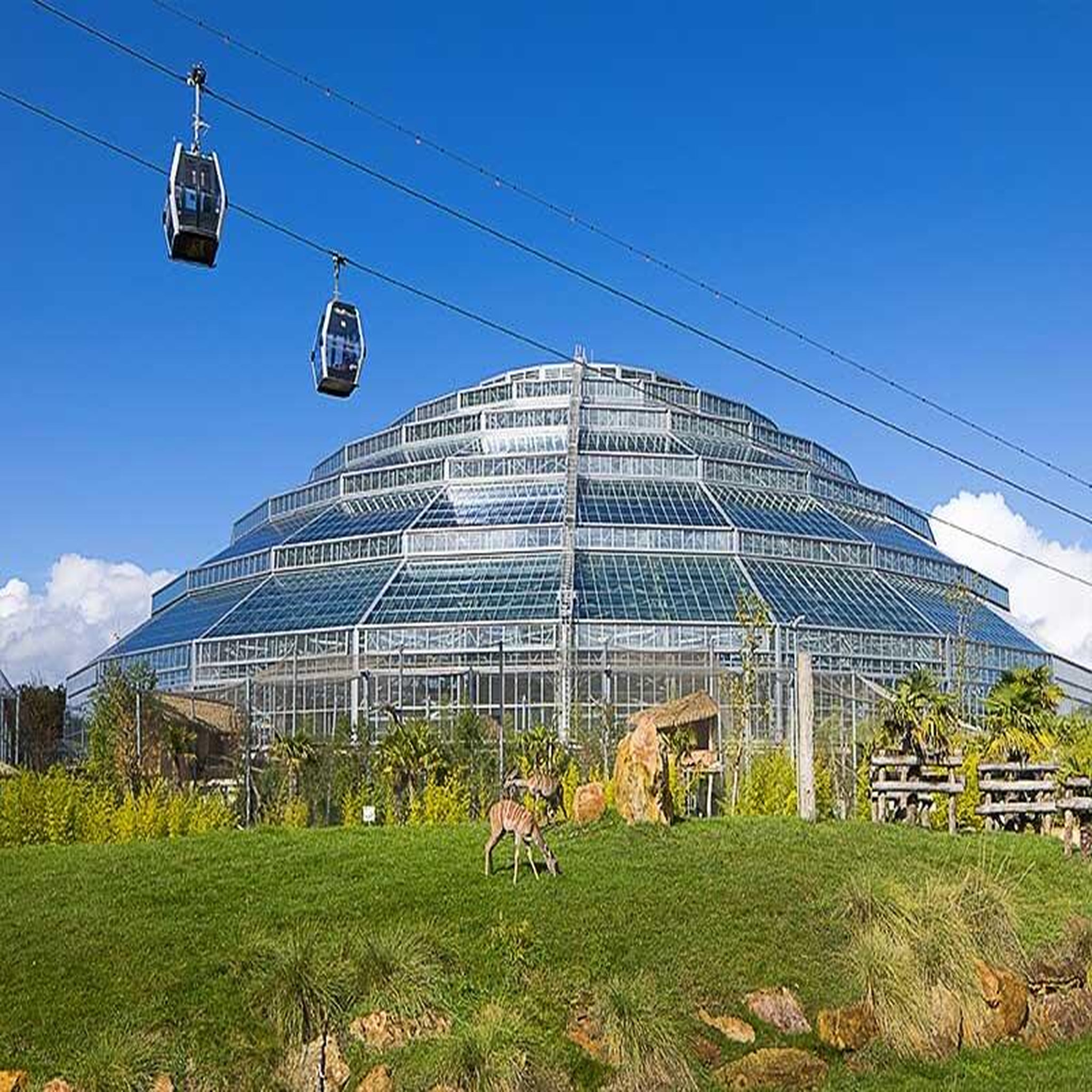 Voir la diapositive 6 : Smartbox Zooparc de beauval 2026 : entrées 1 adulte et 2 enfant (1 journée) - coffret cadeau multi-thèmes