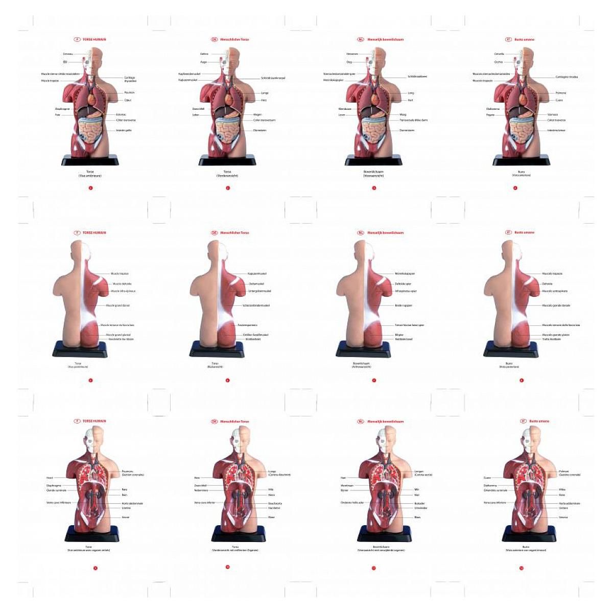 SILVERLIT Decouvre le corps humain avec hello maestro - il etait une fois la vie