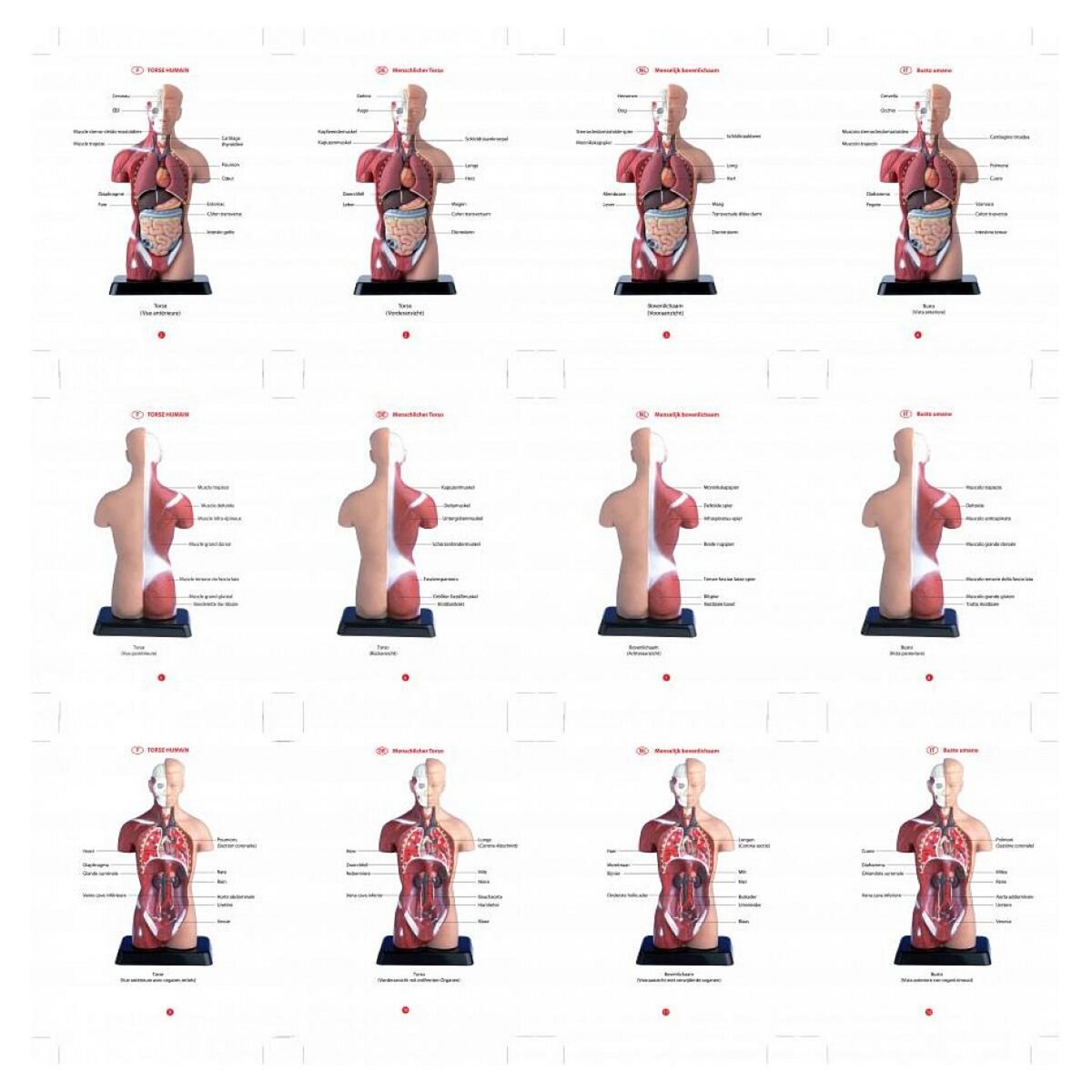 SILVERLIT Decouvre le corps humain avec hello maestro - il etait une fois la vie